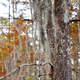 Illustration for article titled Shooting Challenge Fall Leaves Gallery 7